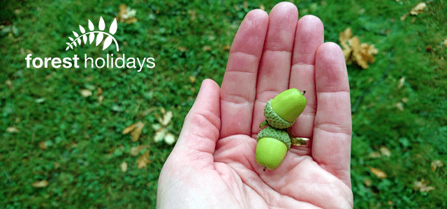 From little acorns… Forest Holidays